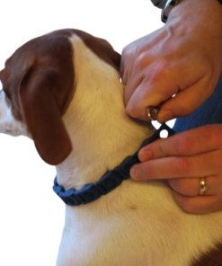 طوق الكلاب التعليمي Command collar